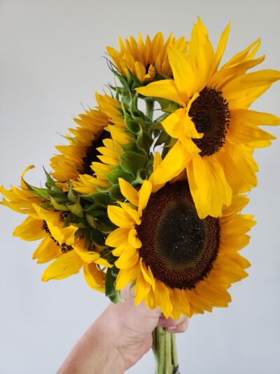 Sunflower Bouquet Subscription (6 Weeks)