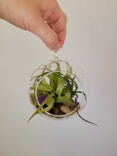 Air Plant Glass Globe - Image 2