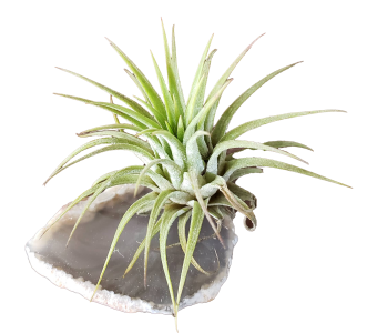 airplant