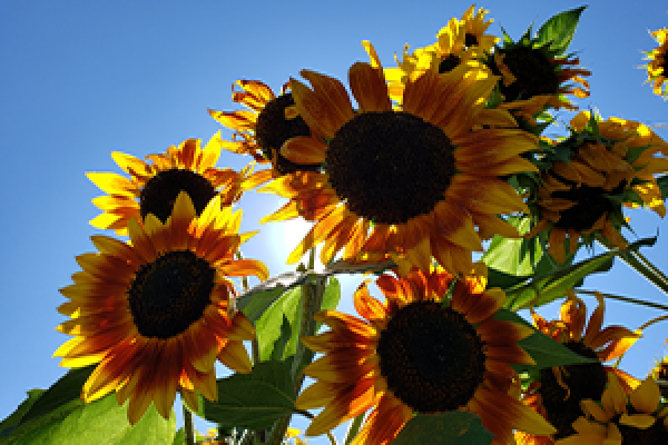 sunflowers